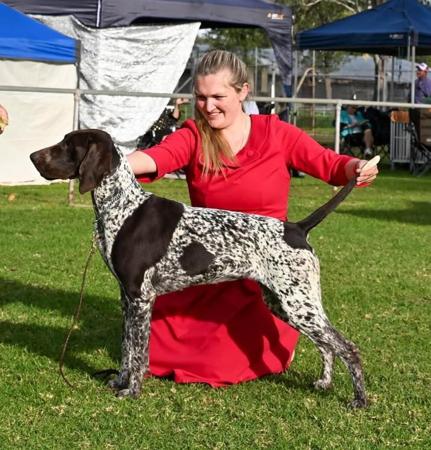 Aust Ch Sevoier Venchi (AI) German Shorthaired Pointer