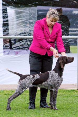 Aust Ch Sevoier Music To My Ears (AI) German Shorthaired Pointer