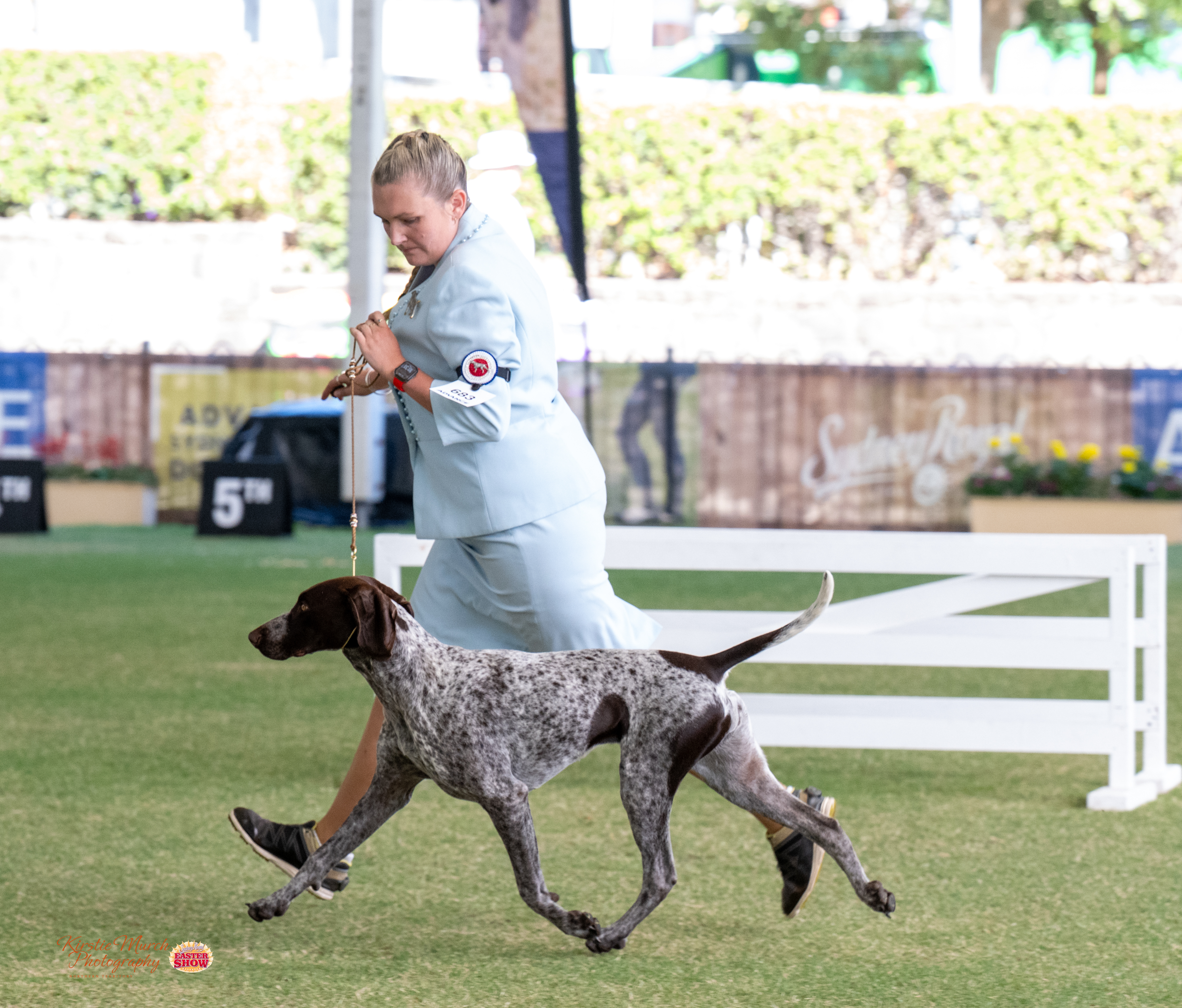 Sevoier Le Elisir Damore (AI) German Shorthaired Pointer