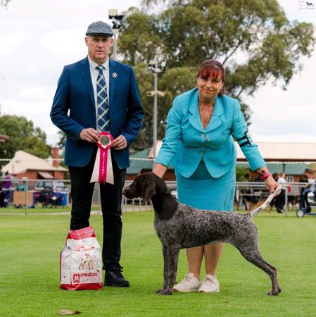 Sevoier Love Cheat N Steal German Shorthaired Pointer