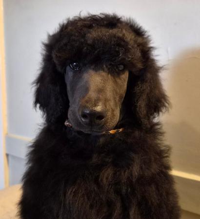 Poodle (Standard) puppy for sale by SHANTAR