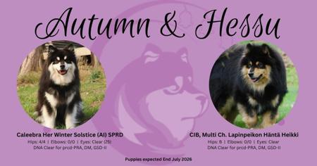 Finnish Lapphund puppy for sale by SHAREEN