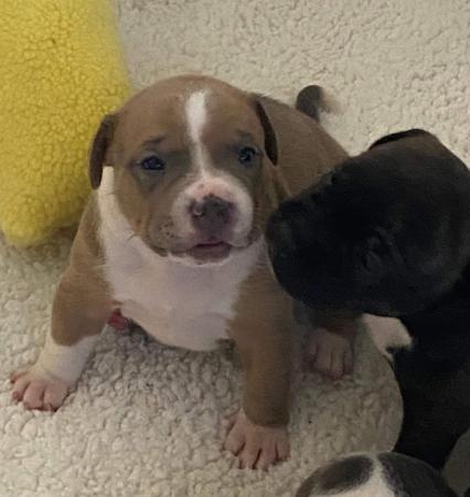Staffordshire Bull Terrier puppy for sale by SHAWSTAFF