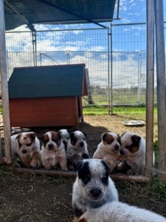 Australian Cattle Dog puppy for sale by SHAYDEN