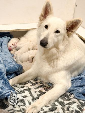 White Swiss Shepherd Dog puppy for sale by SHEERAI