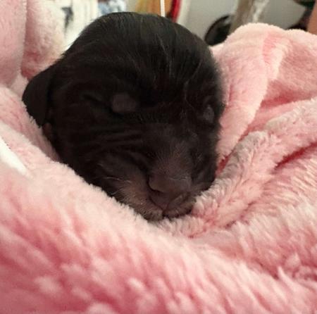 Cocker Spaniel puppy for sale by SHELDARICH