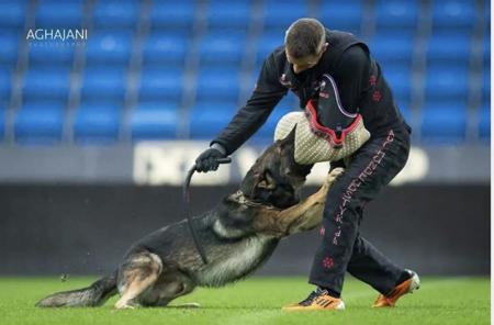 German Shepherd Dog for sale by SHEPKRAFT