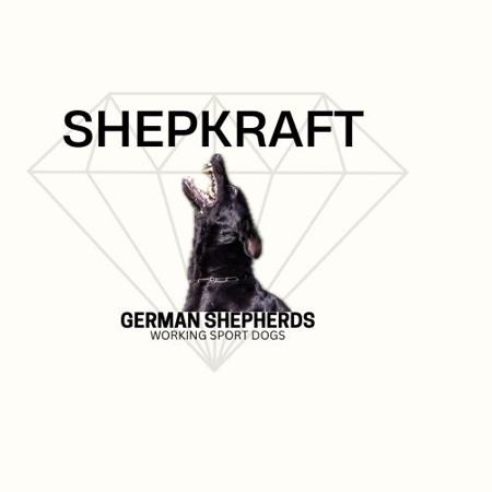 German Shepherd Dog for sale by SHEPKRAFT