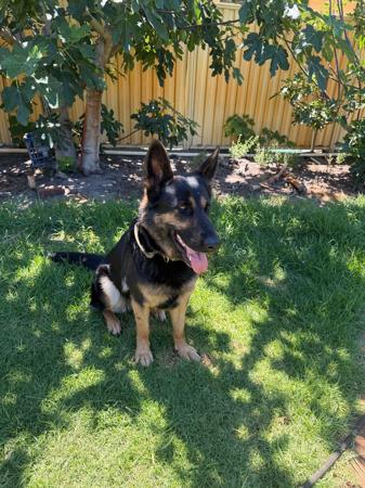 German Shepherd Dog for sale by SHEPKRAFT