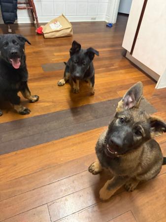 German Shepherd Dog for sale by SHEPKRAFT