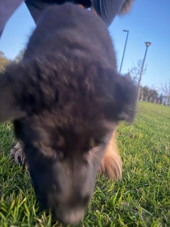 German Shepherd Dog for sale by SHEPKRAFT