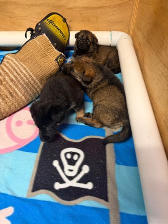 German Shepherd Dog for sale by SHEPKRAFT