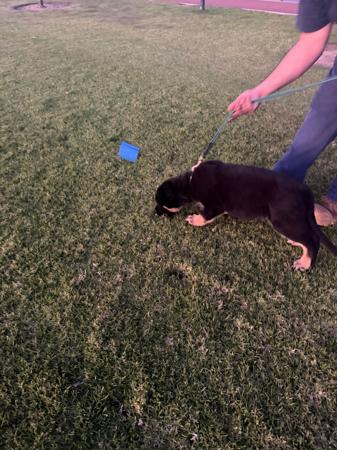 German Shepherd Dog for sale by SHEPKRAFT