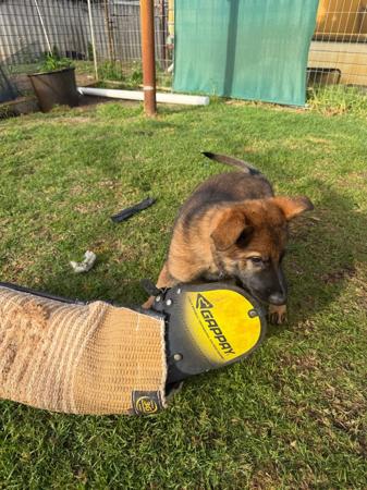 German Shepherd Dog for sale by SHEPKRAFT