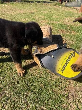 German Shepherd Dog for sale by SHEPKRAFT