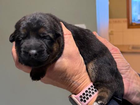German Shepherd Dog puppy for sale by SHEPROSE