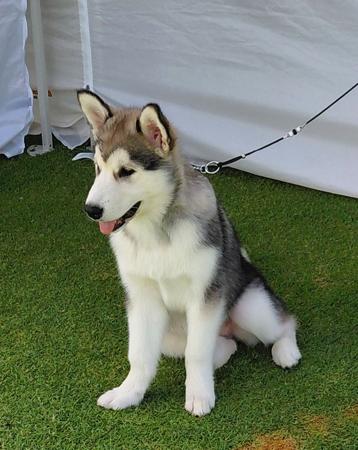 Katmai Long Kiss Goodnight Alaskan Malamute