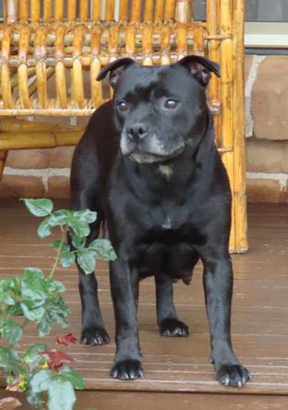 Staffordshire Bull Terrier for sale by SHIBUMIINGWE