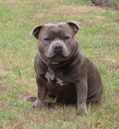 Staffordshire Bull Terrier for sale by SHIBUMIINGWE