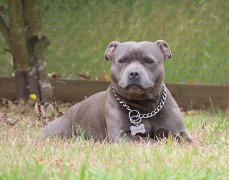 Staffordshire Bull Terrier for sale by SHIBUMIINGWE