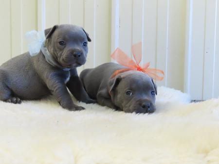 Staffordshire Bull Terrier for sale by SHIBUMIINGWE