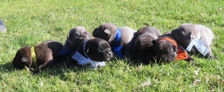 Staffordshire Bull Terrier for sale by SHIBUMIINGWE