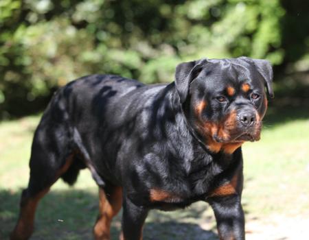 Rottweiler puppy for sale by SHANGRILAAUS