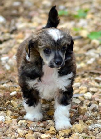 Chinese Crested Dog puppy for sale by SHOWNWIN