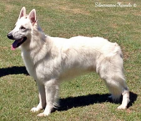 CH. Silversuisse Dragons Quest (AI) CDX. RN JC White Swiss Shepherd Dog
