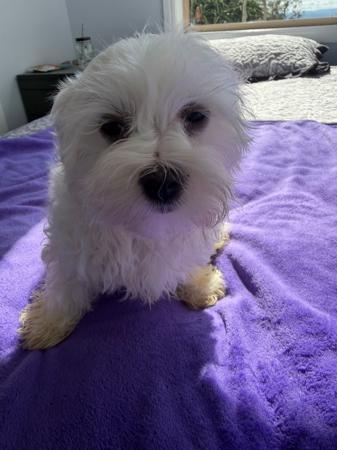 Maltese dog for sale by SILVERMISTMALTS