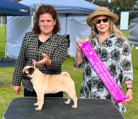 Kabova Fairest of them all Pug