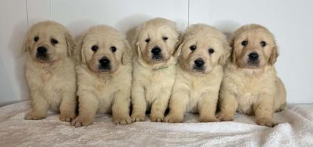 Golden Retriever puppy for sale by SKEELIER