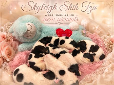 Shih Tzu puppy for sale by SKYLEIGH
