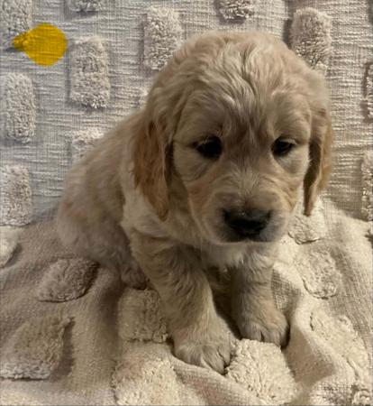 Golden Retriever puppy for sale by SLANEHILL