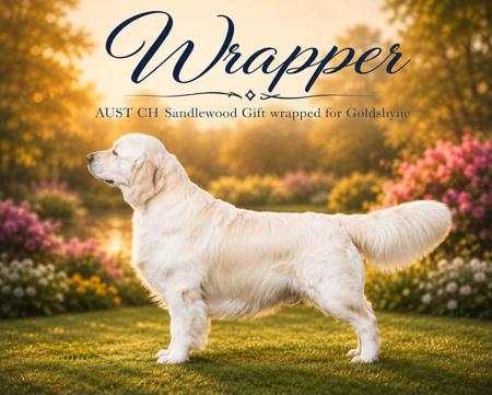 Golden Retriever puppy for sale by SMARMO