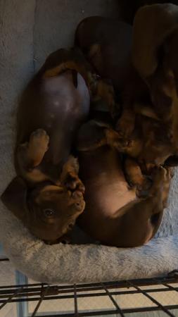 Dachshund (Miniature Smooth Haired) puppy for sale by SOLTAE