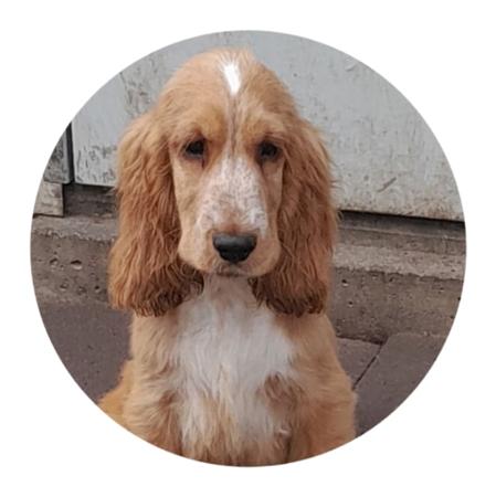 Cocker Spaniel puppy for sale by SPANRIEVER