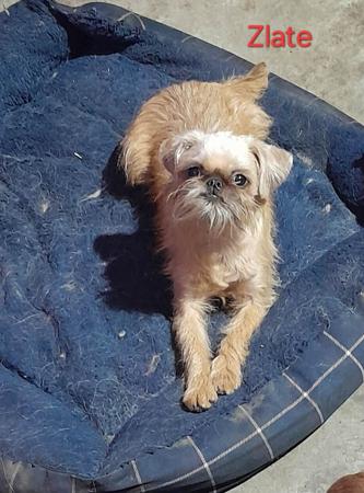 Griffon Bruxellois dog for sale by SPANRIEVER