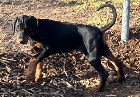 Dobermann puppy for sale by SPINNA80