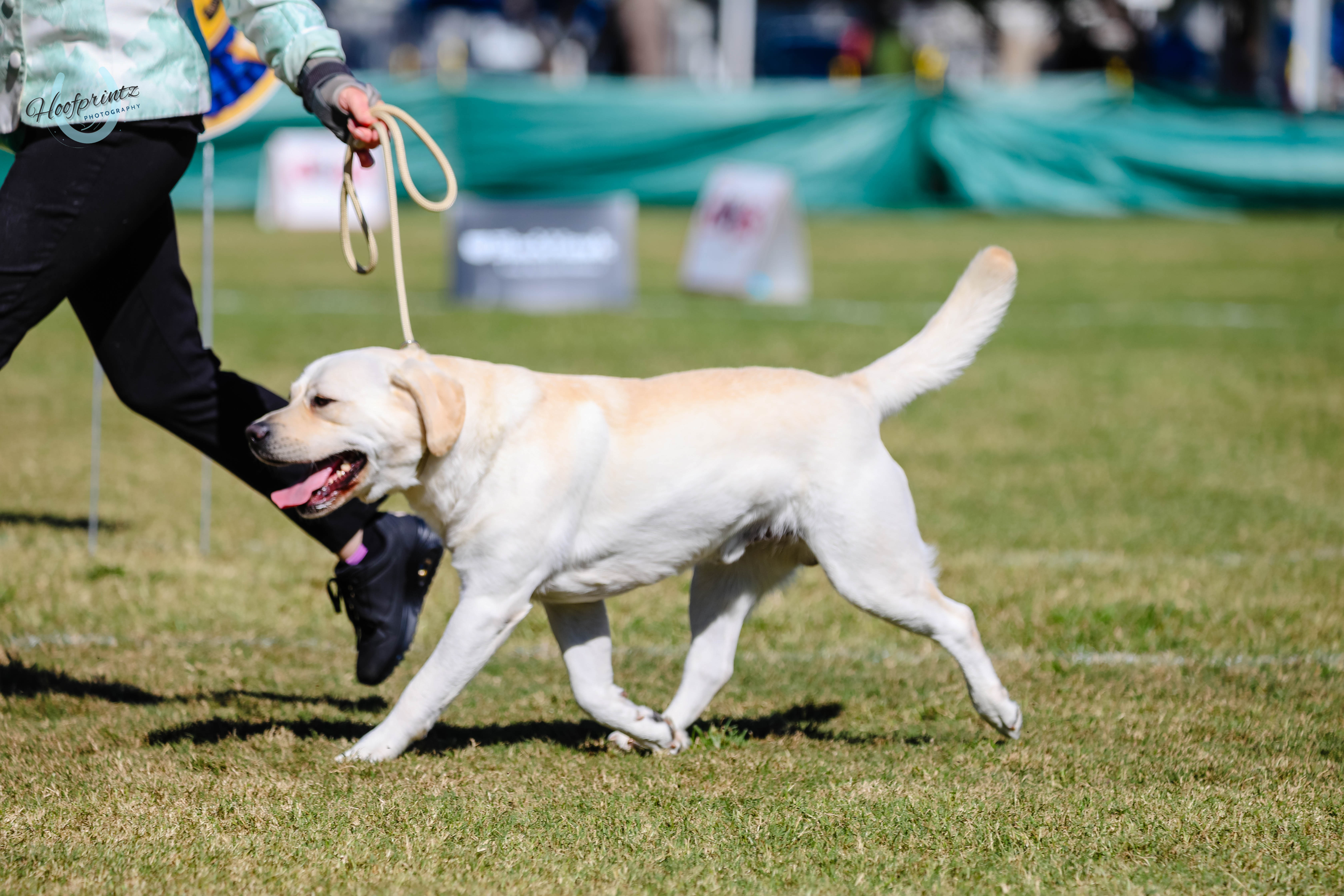 CH. Spiritrock Rolling Storm Labrador Retriever