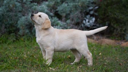 Gunderrako Storm Hunter of Spiritrock Labrador Retriever