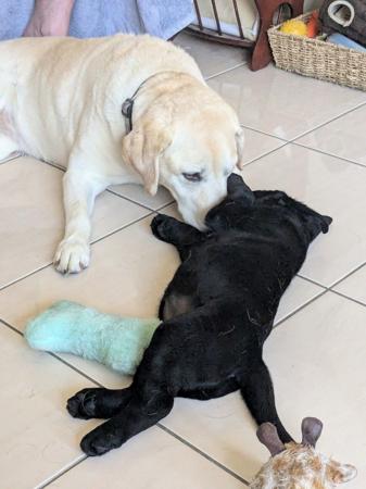 Labrador Retriever puppy for sale by SPIRITROCK
