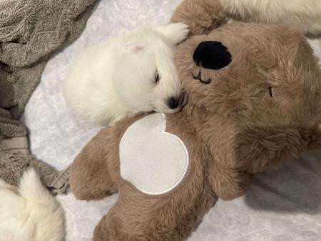 Japanese Spitz puppy for sale by SPITZVIEW