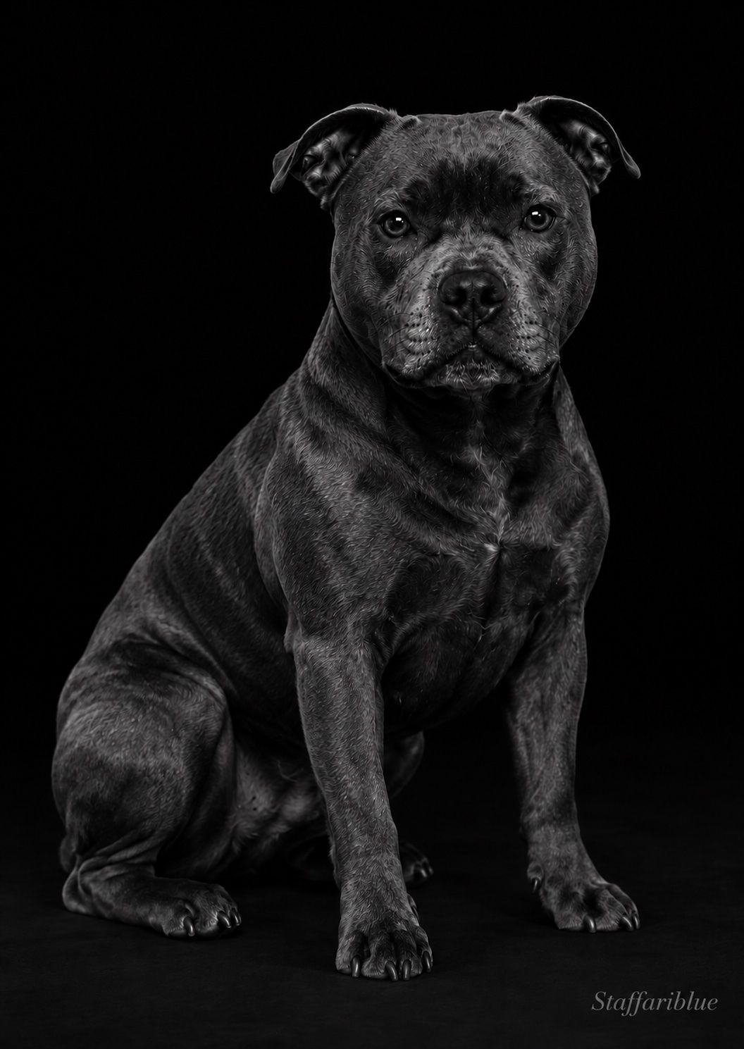 Staffariblue Mother Of Dragons Staffordshire Bull Terrier - Owned by ...