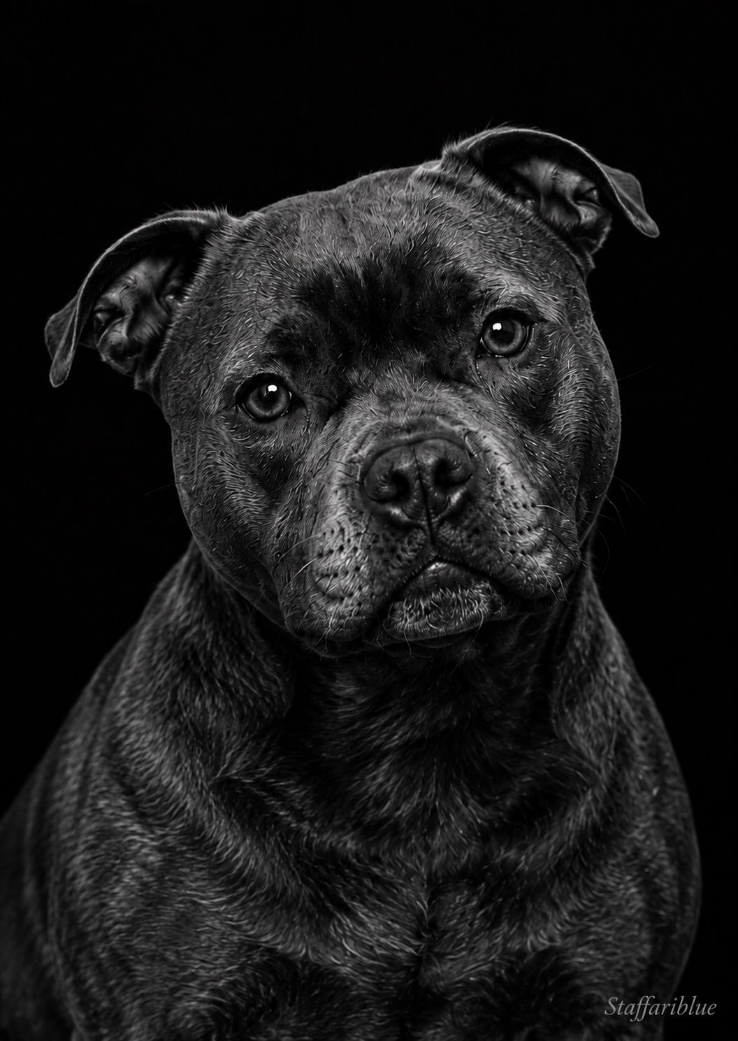 Staffariblue Mother Of Dragons Staffordshire Bull Terrier - Owned by ...