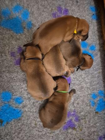 Staffordshire Bull Terrier puppy for sale by STAFFNSTYLE