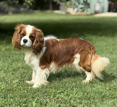 Cavalier King Charles Spaniel puppy for sale by TARRACAVIES