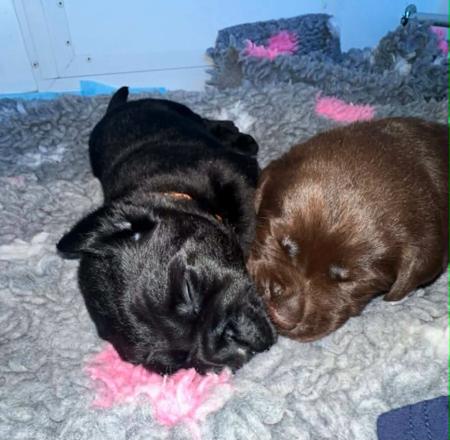 Labrador Retriever puppy for sale by STORMRISING