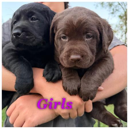 Labrador Retriever puppy for sale by STORMRISING