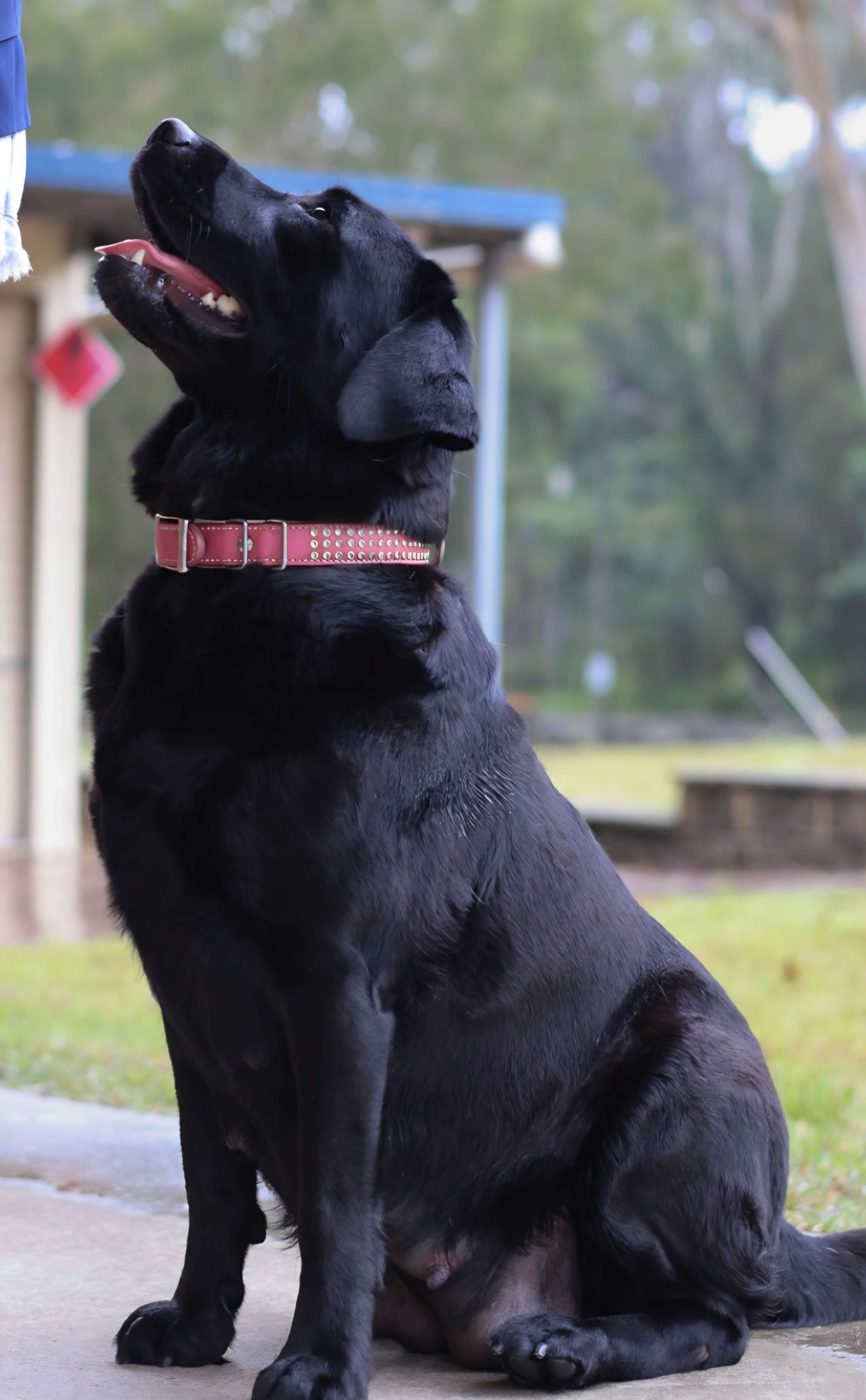 Labrador Ra Labraddell Meant to be RA SWA TKS Labrador Retriever - Owned by Ms ...